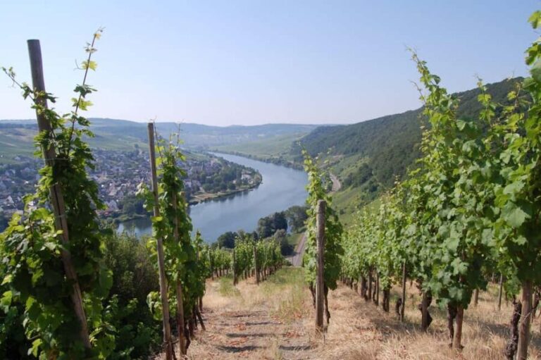 Cochem, Moselle: Wine experience hike with boat trip - Starting with a Scenic Boat Ride on the Moselle