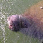 Cocoa Beach Dolphin and Wildlife Tour - Who Will Enjoy This Tour?