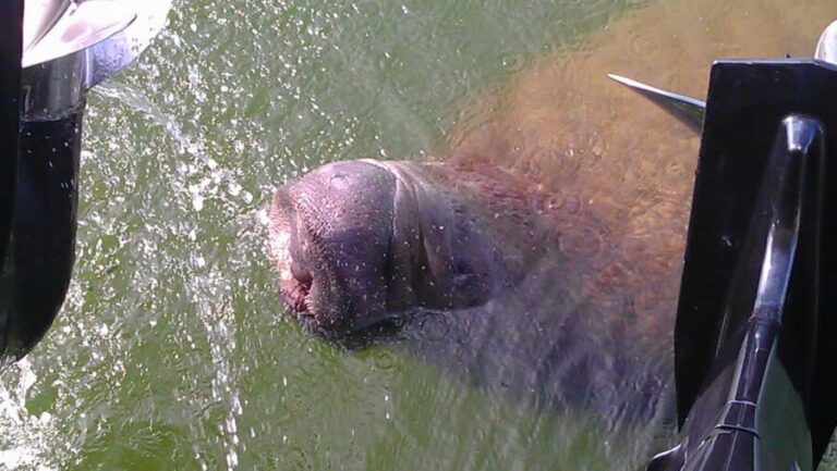 Cocoa Beach Dolphin and Wildlife Tour - Who Will Enjoy This Tour?