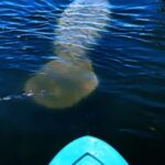 Cocoa Beach/Merritt Island: Guided Dolphin and Manatee Tour - Why This Tour Belongs on Your Florida Bucket List