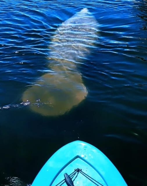 Cocoa Beach/Merritt Island: Guided Dolphin and Manatee Tour - Why This Tour Belongs on Your Florida Bucket List