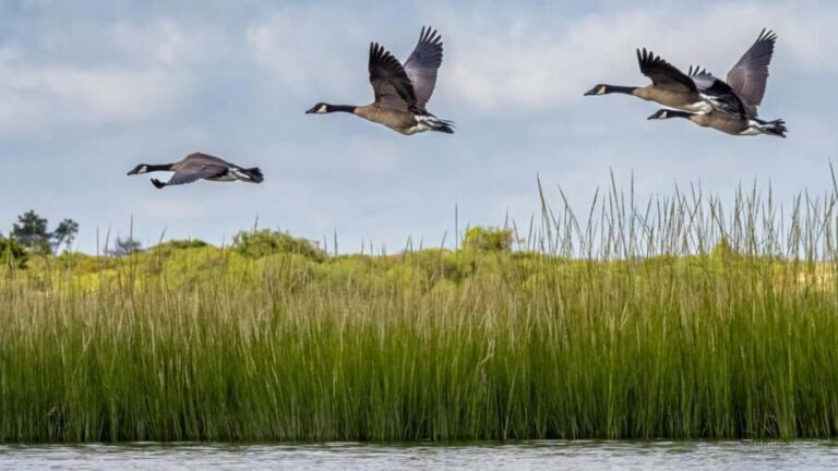 Cold Spring Harbor: Guided Kayak Tour with Instruction - FAQ