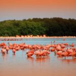 Colonial City of Valladolid, Pink Waters of Las Coloradas and Pink Flamingos - Valladolid: A Colonial City Full of Color