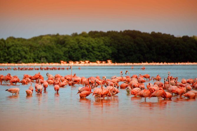 Colonial City of Valladolid, Pink Waters of Las Coloradas and Pink Flamingos - Valladolid: A Colonial City Full of Color