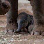 Columbus, OH: Columbus Zoo and Aquarium Entry Ticket - What to Expect from the Columbus Zoo and Aquarium