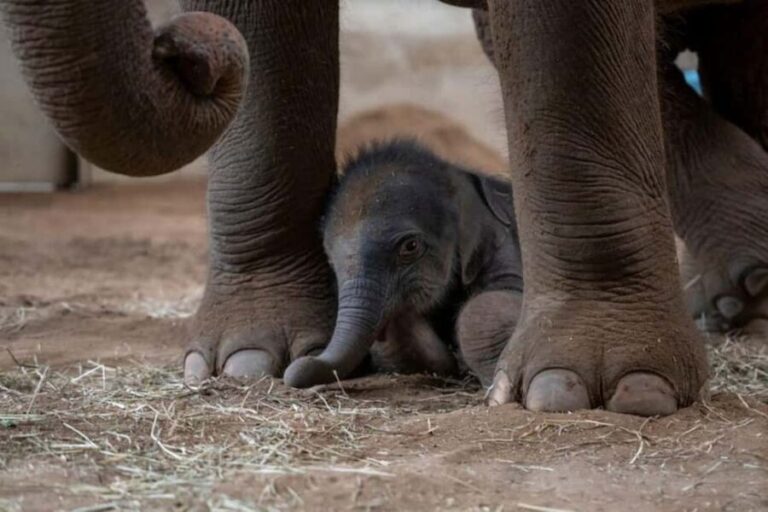 Columbus, OH: Columbus Zoo and Aquarium Entry Ticket - What to Expect from the Columbus Zoo and Aquarium