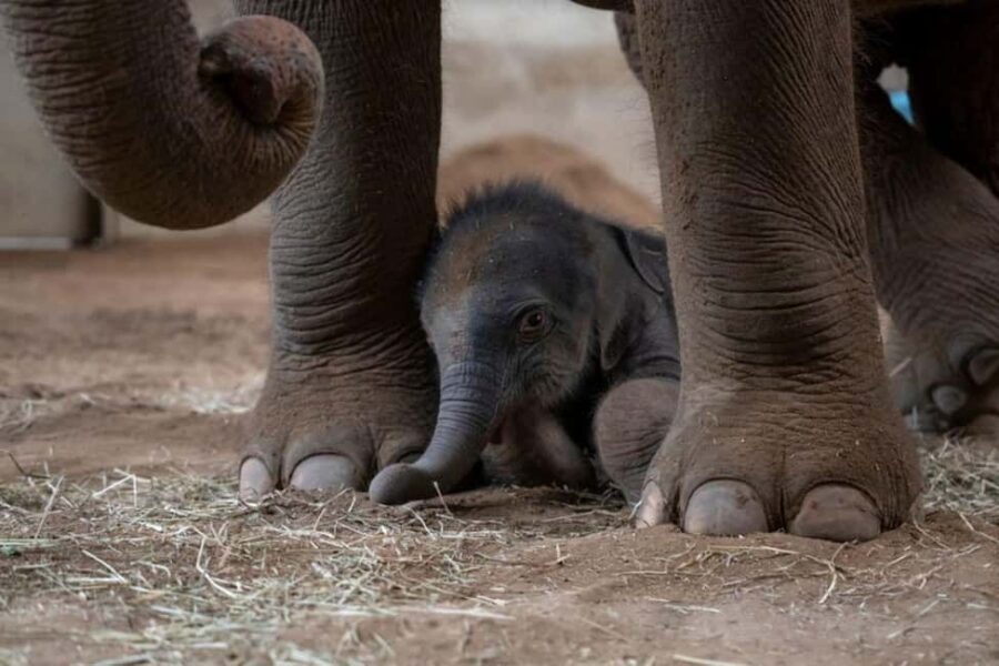 Columbus, OH: Columbus Zoo and Aquarium Entry Ticket - What to Expect from the Columbus Zoo and Aquarium