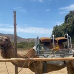 Combo Camelback Safari and ATV Ride Combo Tour Adventure - Who Will Love This Tour?