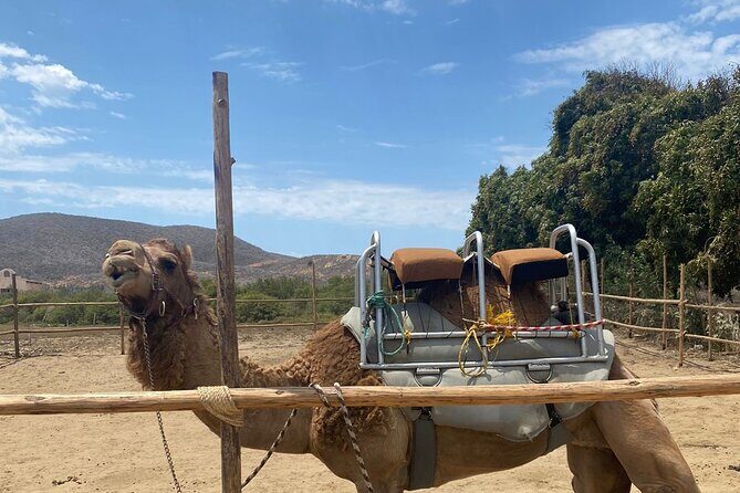 Combo Camelback Safari and ATV Ride Combo Tour Adventure - Who Will Love This Tour?
