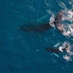 Combo Tour: Whale Watching, Shopping and Beach Time - An In-Depth Look at the Cabo Combo Tour