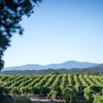 Commanderie de Peyrassol: Guided tour of the sculpture park by golf cart - Who Will Love This Tour?