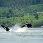 Comox: 4 Hour Whale and Wildlife Watching Tour - Wildlife Encounters