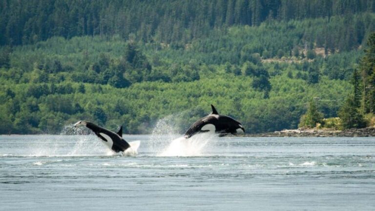 Comox: 4 Hour Whale and Wildlife Watching Tour - Wildlife Encounters