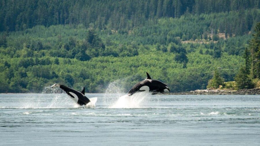 Comox: 4 Hour Whale and Wildlife Watching Tour - Wildlife Encounters