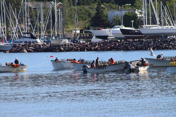 Conception Bay Tour Experience - Food and Comfort: The Included Lunch
