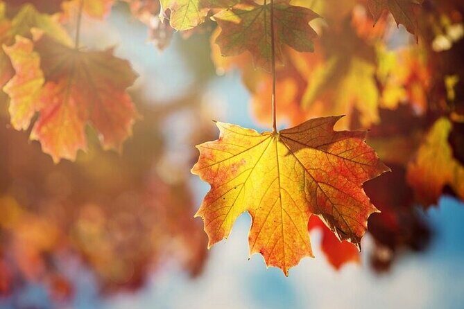 Connecticut Maple Foliage 1 Day Tour From New York - Additional Highlights and Practical Details