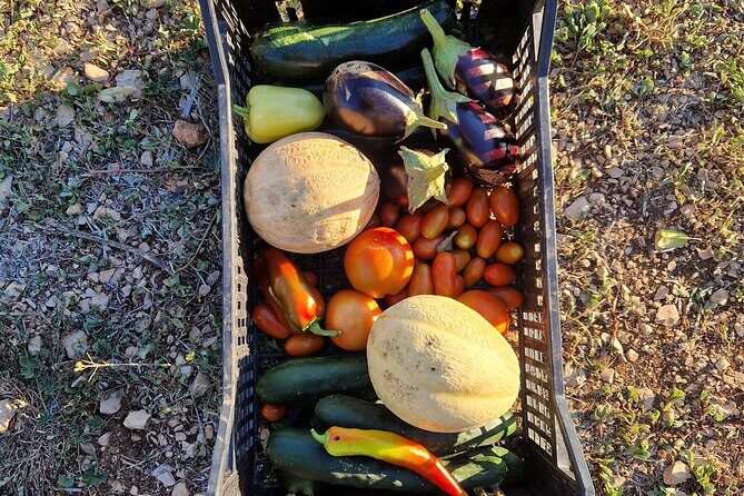 Cooking class on island Brac - Transportation and Group Experience