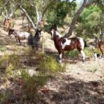 Costa Alentejana: Horse tour in Serra de Grândola - Why You Should Consider This Tour