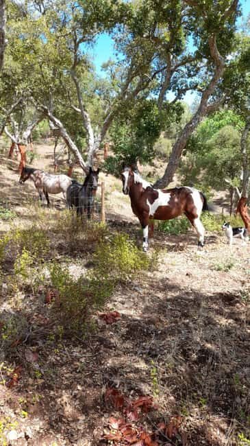 Costa Alentejana: Horse tour in Serra de Grândola - Why You Should Consider This Tour