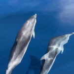 Costa Calma: Fuerteventura Dolphin Watching Boat Tour - Why This Tour Offers Great Value