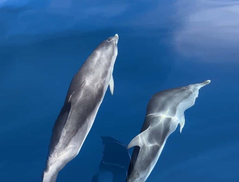 Costa Calma: Fuerteventura Dolphin Watching Boat Tour - Why This Tour Offers Great Value