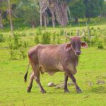Costa Maya Shore Excursion: Chacchoben Small Group Tour with Food & Drinks - What’s Included and What to Expect