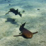 Costa Maya: Two Tank Fun Dive for Certified Divers - What to Expect: From Check-In to Your Last Splash