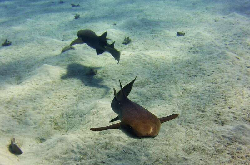 Costa Maya: Two Tank Fun Dive for Certified Divers - What to Expect: From Check-In to Your Last Splash