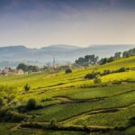 Côte de Beaune Half-Day Wine Tour from Dijon - Who Will Love This Tour?