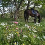 Countryside Horseback Ride in Gjinofshat - Why You Should Consider This Tour