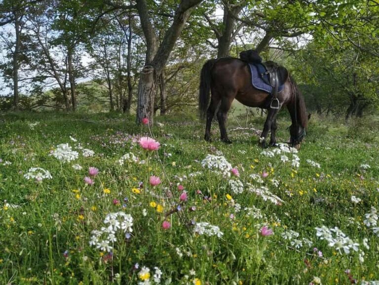 Countryside Horseback Ride in Gjinofshat - Why You Should Consider This Tour