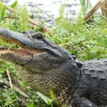Covered Boat Swamp Tour with Transportation from New Orleans - Final Thoughts: Who Is This Tour Best For?