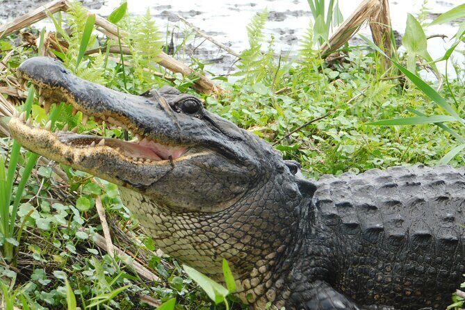 Covered Boat Swamp Tour with Transportation from New Orleans - Final Thoughts: Who Is This Tour Best For?