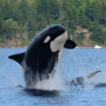 Cowichan Bay: Half-Day Whale & Wildlife Adventure - Final Thoughts