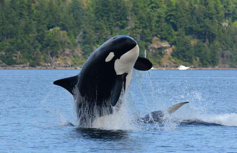 Cowichan Bay: Half-Day Whale & Wildlife Adventure - Final Thoughts