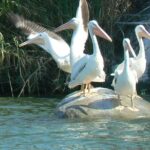 Coyuca Lagoon From Acapulco - FAQ