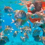 Cozumel Clear Boat Tour! Round Transportation From Cancun & Playa Del Carmen - Who is This Tour Best For?