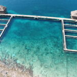 Cozumel: Dolphin Royal Swim and Manatee Interaction - What to Expect from the Tour