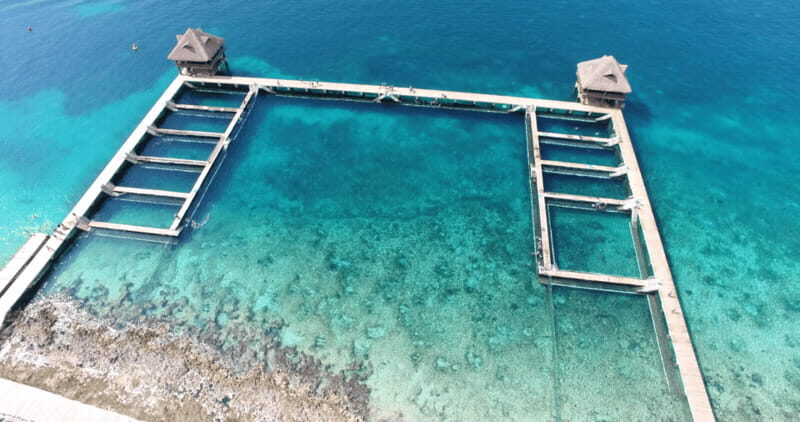 Cozumel: Dolphin Royal Swim and Manatee Interaction - What to Expect from the Tour