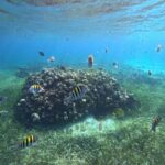 Cozumel, El Cielo: 4-Hour Shared Snorkeling Tour - Who Would Love This Tour?