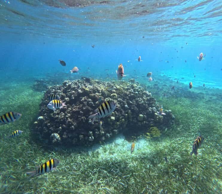 Cozumel, El Cielo: 4-Hour Shared Snorkeling Tour - Who Would Love This Tour?
