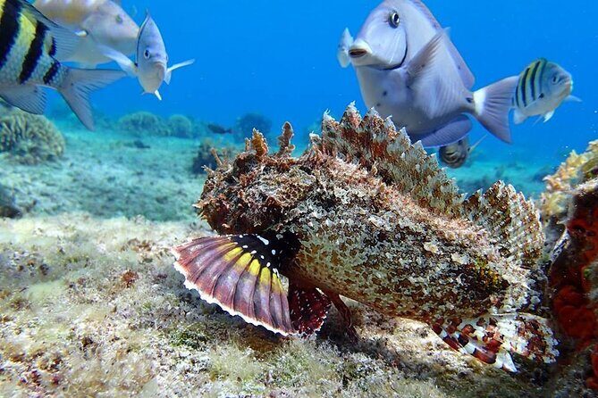 Cozumel El Cielo Tour! Palancar & Colombia Reef from Cancun - The Practical Details