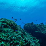 Cozumel: Fun Dive Adventure for Certificates - What Makes This Tour Special