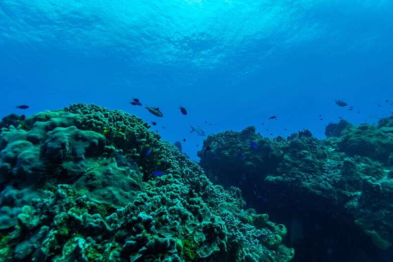 Cozumel: Fun Dive Adventure for Certificates - What Makes This Tour Special