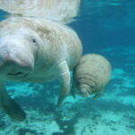 Cozumel: Manatee Encounter, Chankanaab Admission and Buffet - What to Expect During the Park Visit