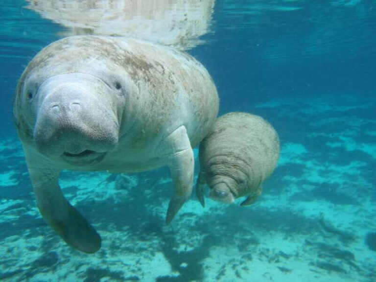 Cozumel: Manatee Encounter, Chankanaab Admission and Buffet - What to Expect During the Park Visit