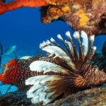 Cozumel Marine Park: Discover Scuba Diving Experience - Why This Experience Works Well