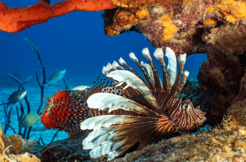 Cozumel Marine Park: Discover Scuba Diving Experience - Why This Experience Works Well