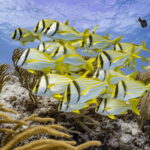 Cozumel: Open Water PADI Diver Course - Who Is This Tour Best For?