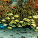 Cozumel: Snorkeling Boat Tour - What Makes This Tour Stand Out?